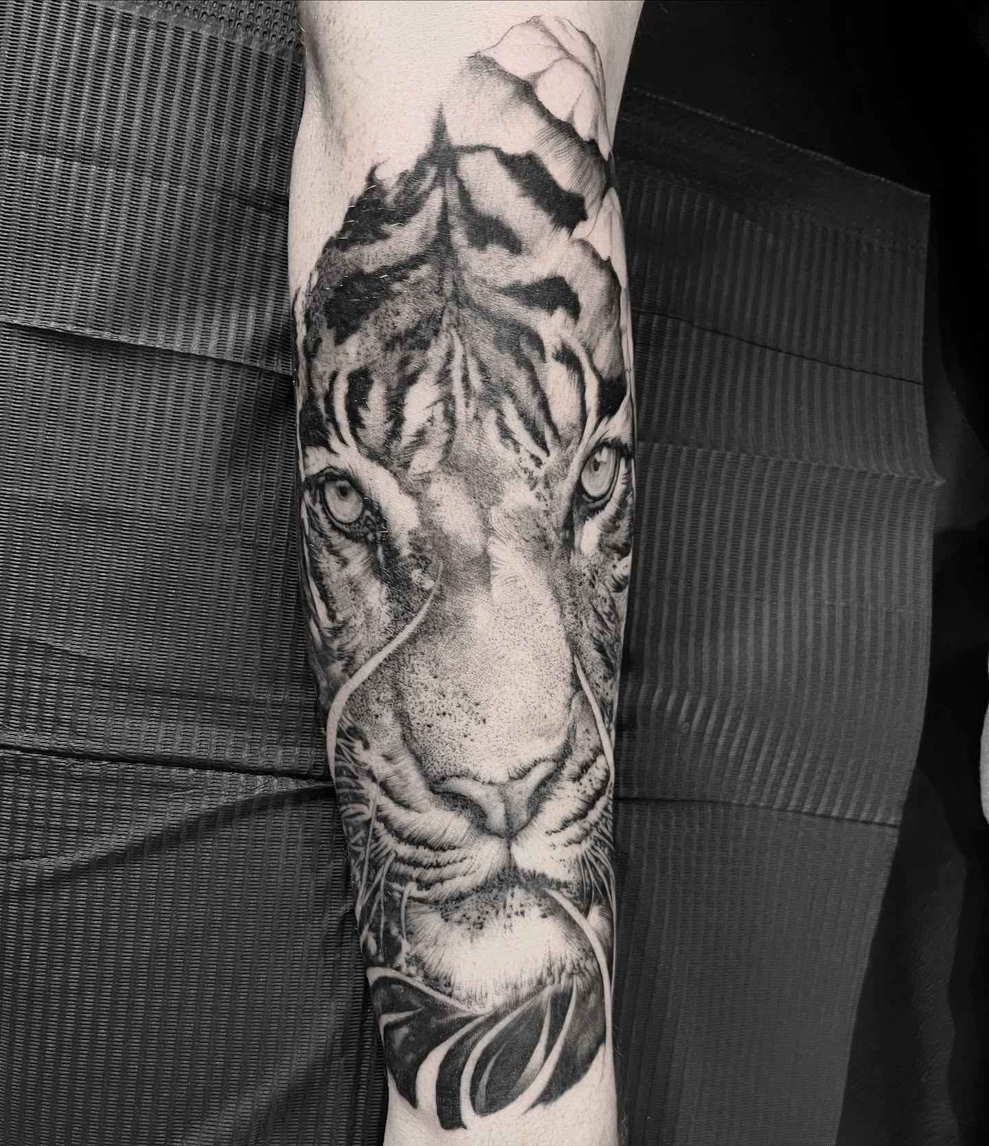 Half healed half fresh tiger on the forearm. Part of a bigger project @joshwilding  taking booking for November and beyond. #tiger #tigers #newtattoo #sleeve #sleevetattoo #blackandgreytattoo #realism